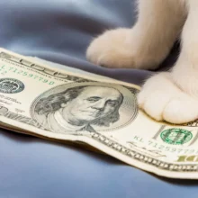From $0.19 to $0.08: Why Viral CashCat Token Just Suffered 60% Flash Crash