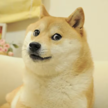 Bitwise shuts down Dogecoin ETF less than a year after launch