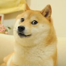 DogeOS launches testnet to bring EVM smart contracts to Dogecoin